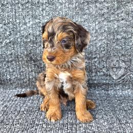 Marble - Merle male Goldendoodle puppy in Chattanooga, Tennessee from Hilltop Cuddle Pups