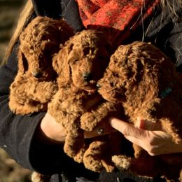 Poodles from Perfection Poodles