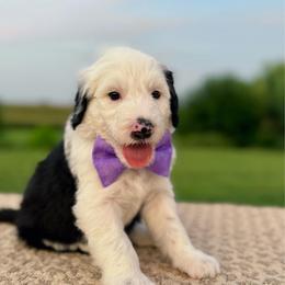 Corn Dog - Black and white male Sheepadoodle puppy in Adams, Nebraska from Boxcar Doodles and Poodles