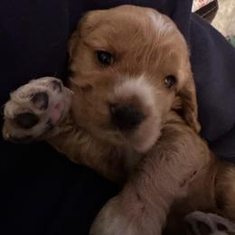 Scout - Buff and white male Cocker Spaniel puppy in Justin, Texas from Flud Farm Cocker Spaniels