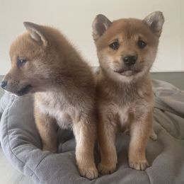 Shiba Inu Puppies from Happy Tails Shiba Inus