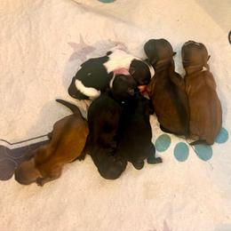 Athena - Gold and white female Shih Tzu puppy in Stroud, Oklahoma from Laik’s Little Shihtz & Poms