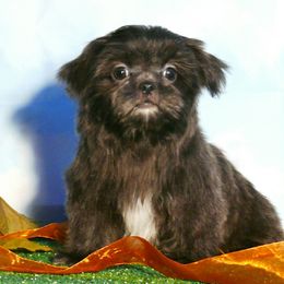Magnolia - Blue female Shih Tzu puppy in Wild Rose, Wisconsin from Sorenson's Shih-tzus