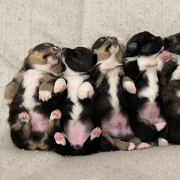 American Corgi and German Shepherd Puppies from Grace Ridge Shepherds and Corgis