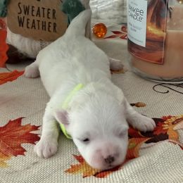 Buttons - White female Maltese puppy in Colonial Beach, Virginia from BeachRidge Pups