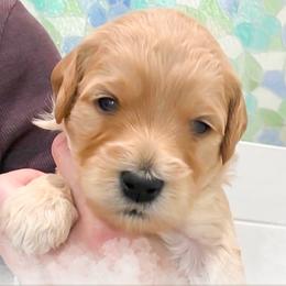 Randy - Red  male Goldendoodle puppy in Garden Grove, California from Sunkissed Doodles