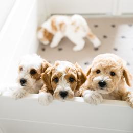 Goldendoodle and Poodle Puppies from Doodle Doula