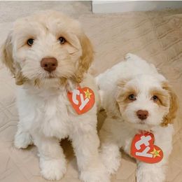 Aussiedoodles and Cockapoos from Lisa’s Curly Puppies