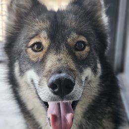 Bulma - Siberian Husky