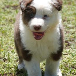 Red tri male - Red tri-color male Australian Shepherd puppy in Chino Valley, Arizona from Cu2 Aussies