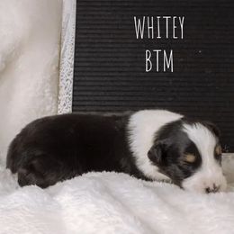 Boy 2 - male Australian Shepherd puppy in Markleville, Indiana from Take Five Aussies