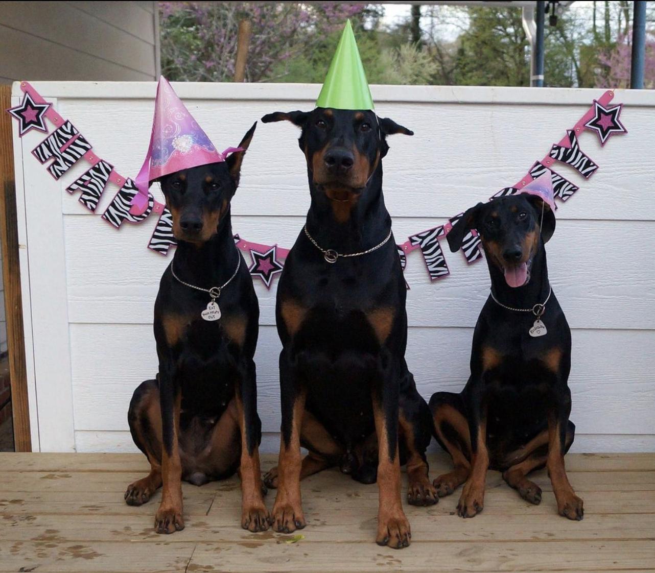 Cinematic Dobermans in Georgia | Doberman Pinscher puppies | Good Dog