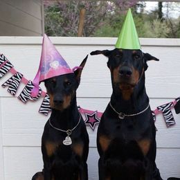 Doberman Pinschers from Cinematic Dobermans
