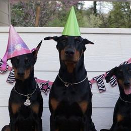 Doberman Pinschers from Cinematic Dobermans