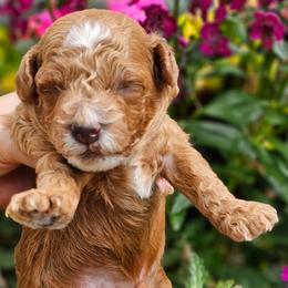 Cash - Red  male Poodle puppy in Salem, Missouri from Meadowbrook Poodles