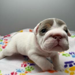 F3 - Lilac tri-color female Bulldog puppy in Middleburg, Florida from Black Creek English Bulldogs