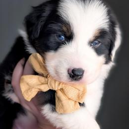 Gingerbread - Black tri-color female Australian Shepherd puppy in Georgetown, Texas from River Reign Australian Shepherds
