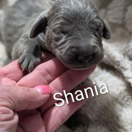 Shania - Blue female Weimaraner puppy in Evart, Michigan from Drehbar Weimaraners