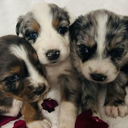 Australian Shepherds from Rose Petal Aussies