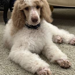 Pembroke Welsh Corgi and Poodle Puppies from Blue Diamond Kennel