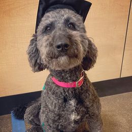 Finley - Labradoodle