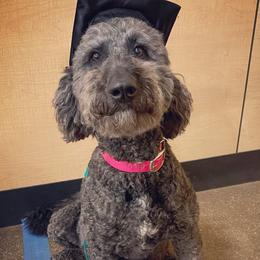 Finley - Labradoodle