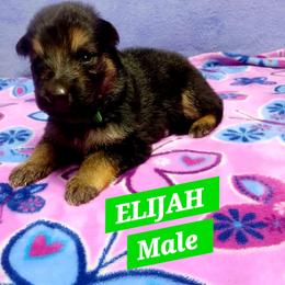 Elijah Green Collar - Black and red male German Shepherd puppy in Bedias, Texas from TiPi S Ranch's German Shepherds