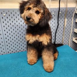 Iris - Goldendoodle