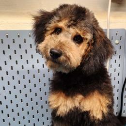 Iris - Goldendoodle