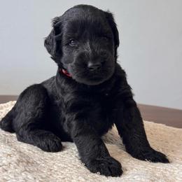 Boy 1 - Red Collar - Black male Giant Schnauzer puppy in St George, Utah from Schnauzer Ranch