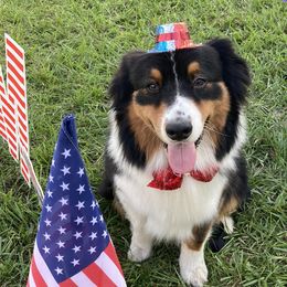 Rip - Australian Shepherd