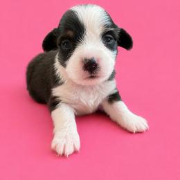 Millie - White and black female Pembroke Welsh Corgi puppy in Ramona, Oklahoma from Eden Farms Corgis