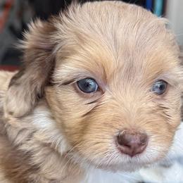 Jasmine - Red merle female Aussiedoodle puppy in Arrington, Tennessee from Tumblin T Aussies and Aussiedoodles