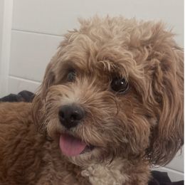 Tiny dog - Cavapoo