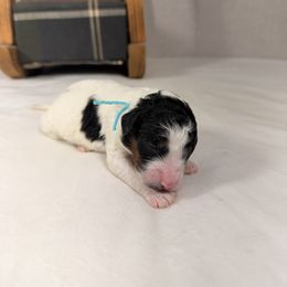 Prances - Parti female Poodle puppy in Luana, Iowa from Country View Bernedoodles and Goldendoodles