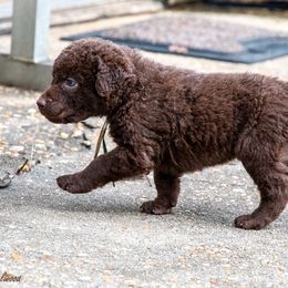 Boy 2 - Dark brown male Chesapeake Bay Retriever puppy in Newnan, Georgia from Laurelwood Chesapeakes
