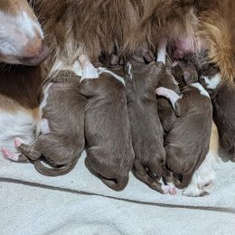 Australian Shepherd Puppies from Mercury Australian Shepherds