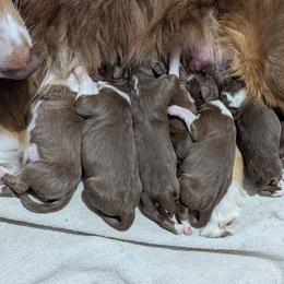 Australian Shepherd Puppies from Mercury Australian Shepherds