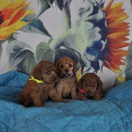 Poodle Puppies from Moyen Majestic Embrace