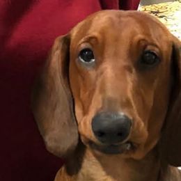 Fred - Dachshund