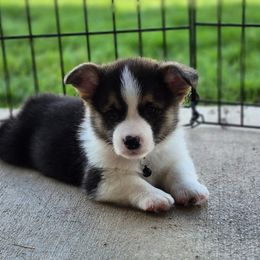 Austin - Black and tan male Pembroke Welsh Corgi puppy in Springtown, Texas from OneLove Corgi