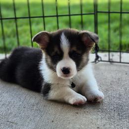 Austin - Black and tan male Pembroke Welsh Corgi puppy in Springtown, Texas from OneLove Corgi