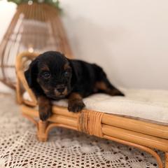 Anchor - Red male Aussiedoodle puppy in North Royalton, Ohio from Johnson's Doodles