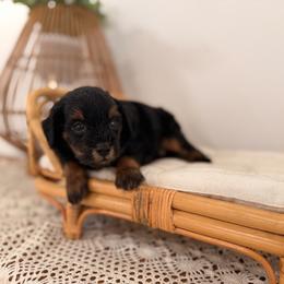 Anchor - Red male Aussiedoodle puppy in North Royalton, Ohio from Johnson's Doodles