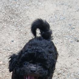 Kolter - Black male Havapoo puppy in Blanch, North Carolina from Faithful Hearts Kennel
