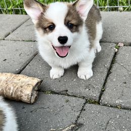 Pembroke Welsh Corgi Puppies from Hills End Corgis