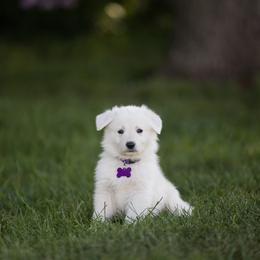 Purple collar - White female Berger Blanc Suisse puppy in Chestnut, Illinois from Fireside Fernweh