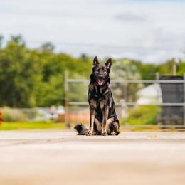 Diesel - German Shepherd