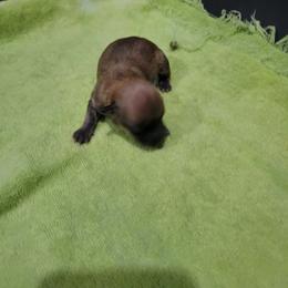 Boy 1 - Red sable male Havanese puppy in Sebeka, Minnesota from Bydand Newfoundlands & Whimsical Havanese