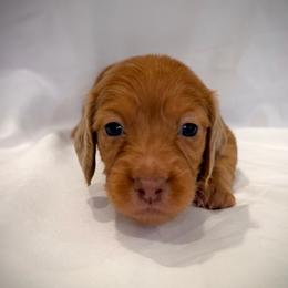 Sprout - Dapple male Dachshund puppy in Southwest Ranches, Florida from Breezy Florida Dachshunds